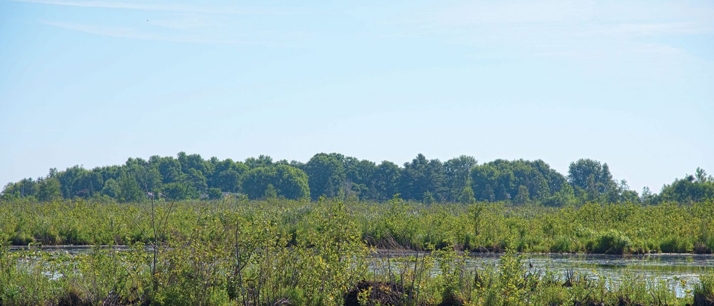 Bill Cooper's Marsh.
