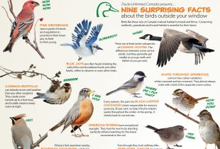 Surprising facts about backyard birds