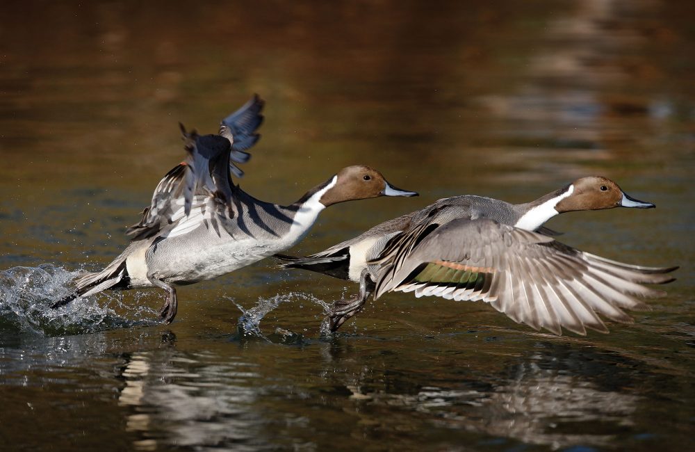 How Duck Flight Works — Ducks Unlimited Canada