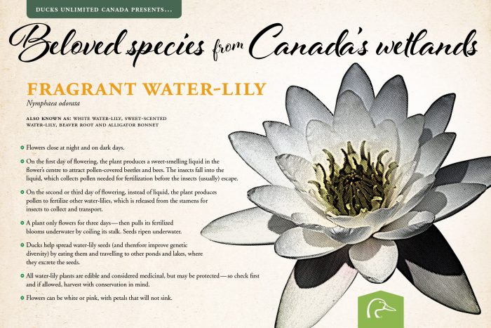 Fragrant water-lily; scientific name: Nymphaea odorata.