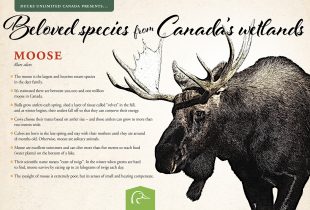 Beloved species from Canada’s conserved wetlands