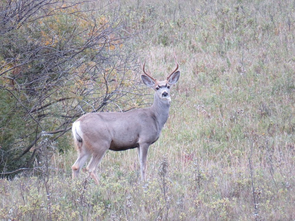 Mule deer buck