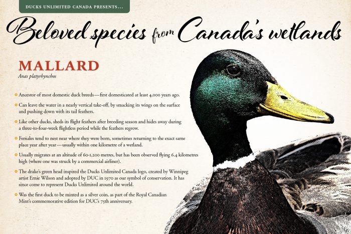 Mallard; scientific name: Anas platyrhynchos