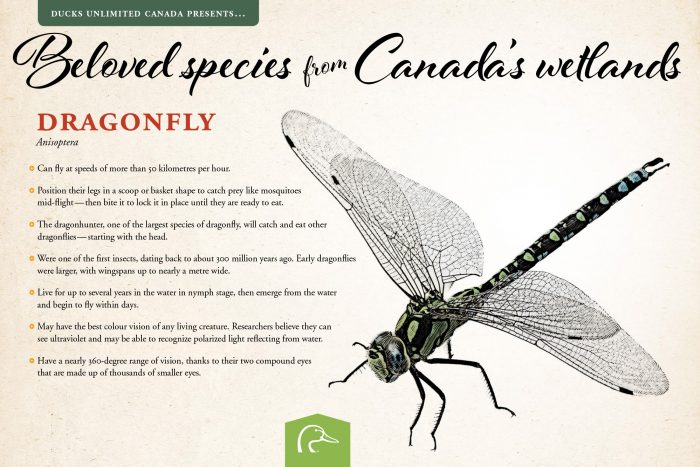 Dragonfly; scientific name: Anisoptera.