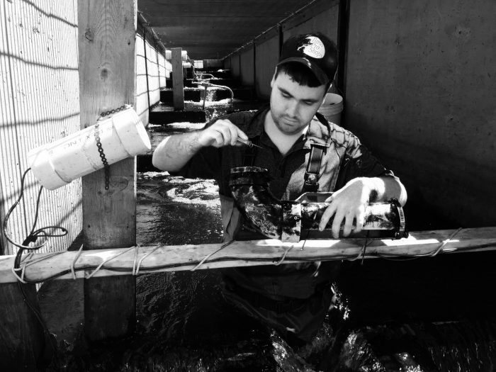 A research student checking the fish-ladder at Missaquash Marsh for American eel elvers (baby eels).