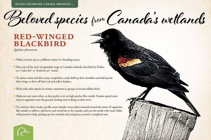 Red-winged blackbird; scientific name: Agelaius phoeniceus.