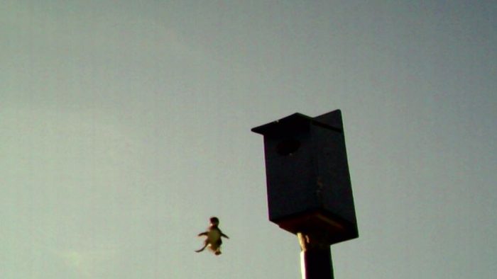 Camera footage of a hooded merganser duckling jumping from Musgrove’s nest boxes, June 7, 2020.