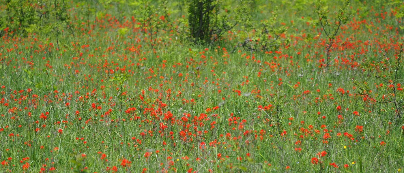 Grassland Habitat for Species at Risk