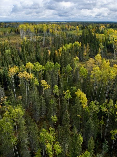 Celebrating collaborative efforts in the boreal forest Celebrating collaborative efforts in the boreal forest