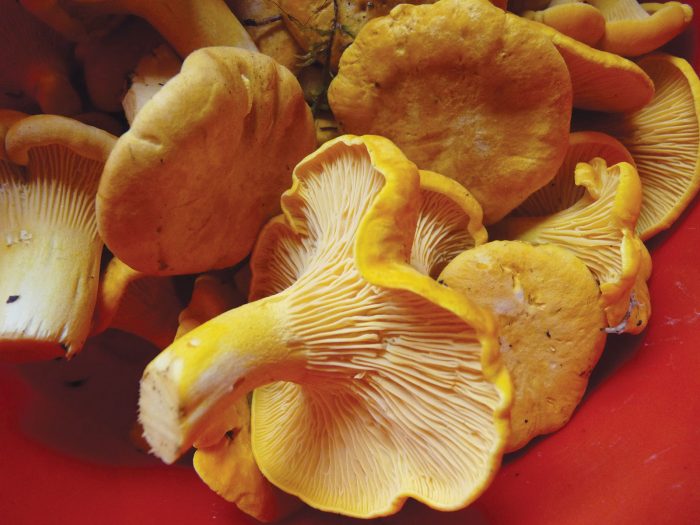 Chanterelle mushrooms harvested from one of Carolyn Kosheluk’s “secret spots.”