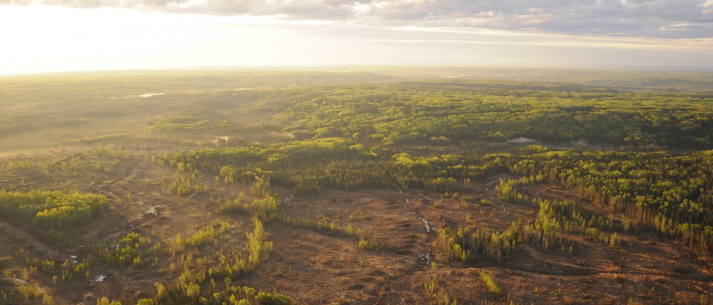 How are wetlands and forests related?