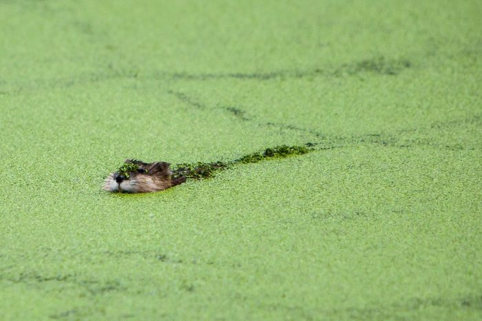 From DUC’s Giving Tuesday Now campaign: a muskrat swims through marsh vegetation.