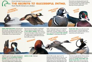 The secrets to successful dating, from North America’s drakes