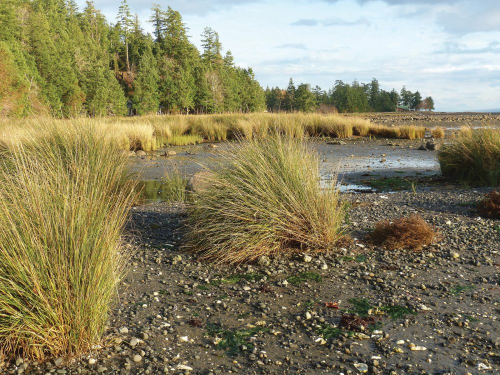 Invasive spartina.