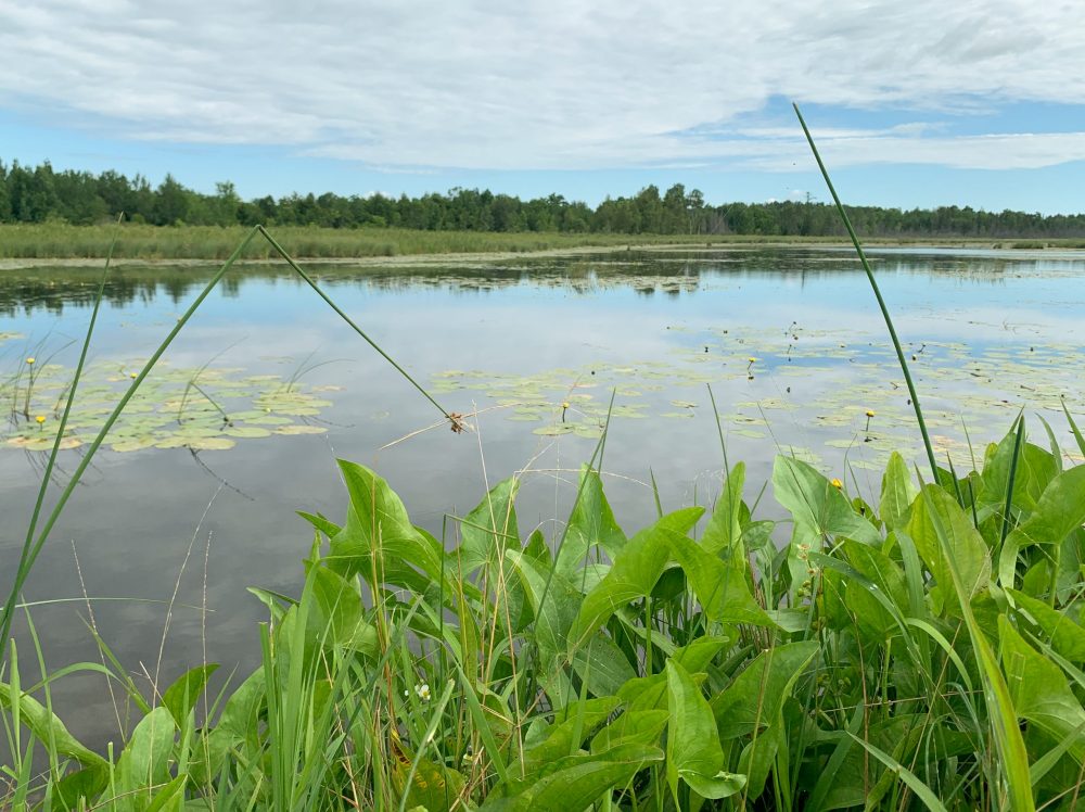 Large-scale wetland restoration can reverse the downward trend of habitat loss and even turn it around to a net gain on the landscape.