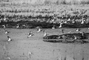 Urban wetlands are the focus for coastal cities