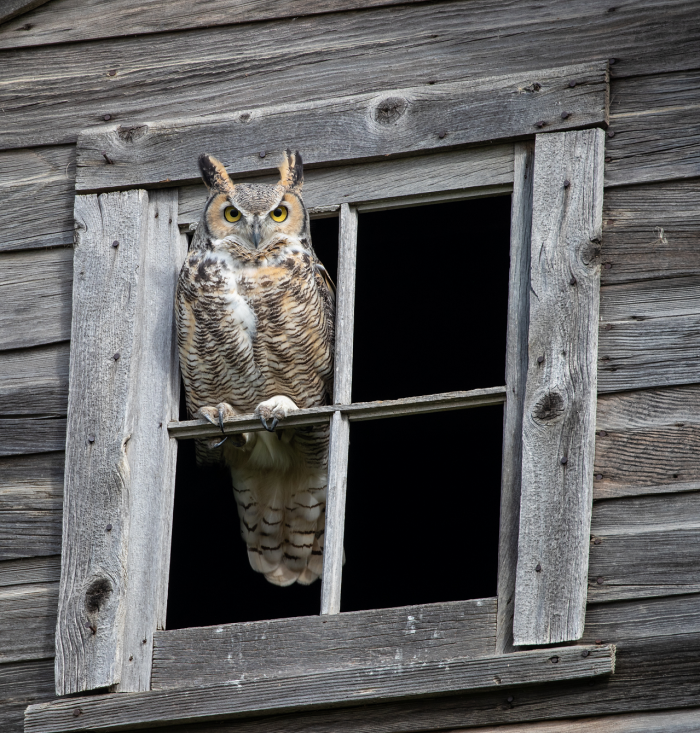 “There’s this place just outside of Blucher where we see both great horned owls in the summer and fall and snowy owls in the spring. It is the best place for wildlife.”
