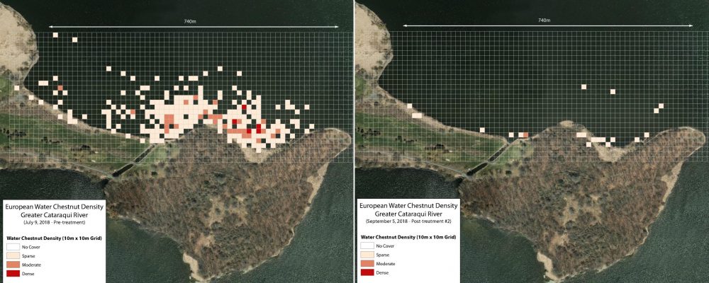 These maps show the reduction in European water chestnut plants following control measures in the Greater Cataraqui River.
