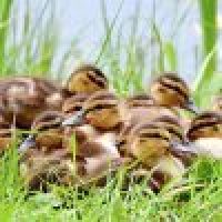 Group Insurance