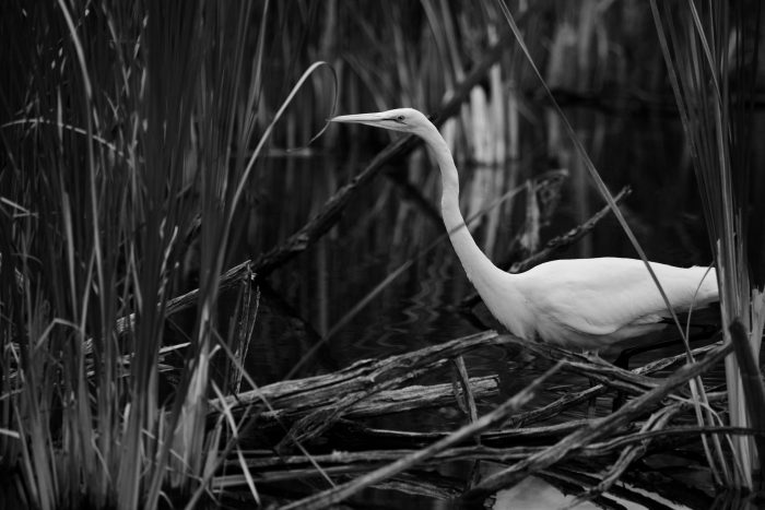 DUC is investing more and more in phragmites education and removal to protect our 3,840 wetland habitat projects in Ontario. In our search for answers, we’ve found reasons for hope and ways for everyone to help.