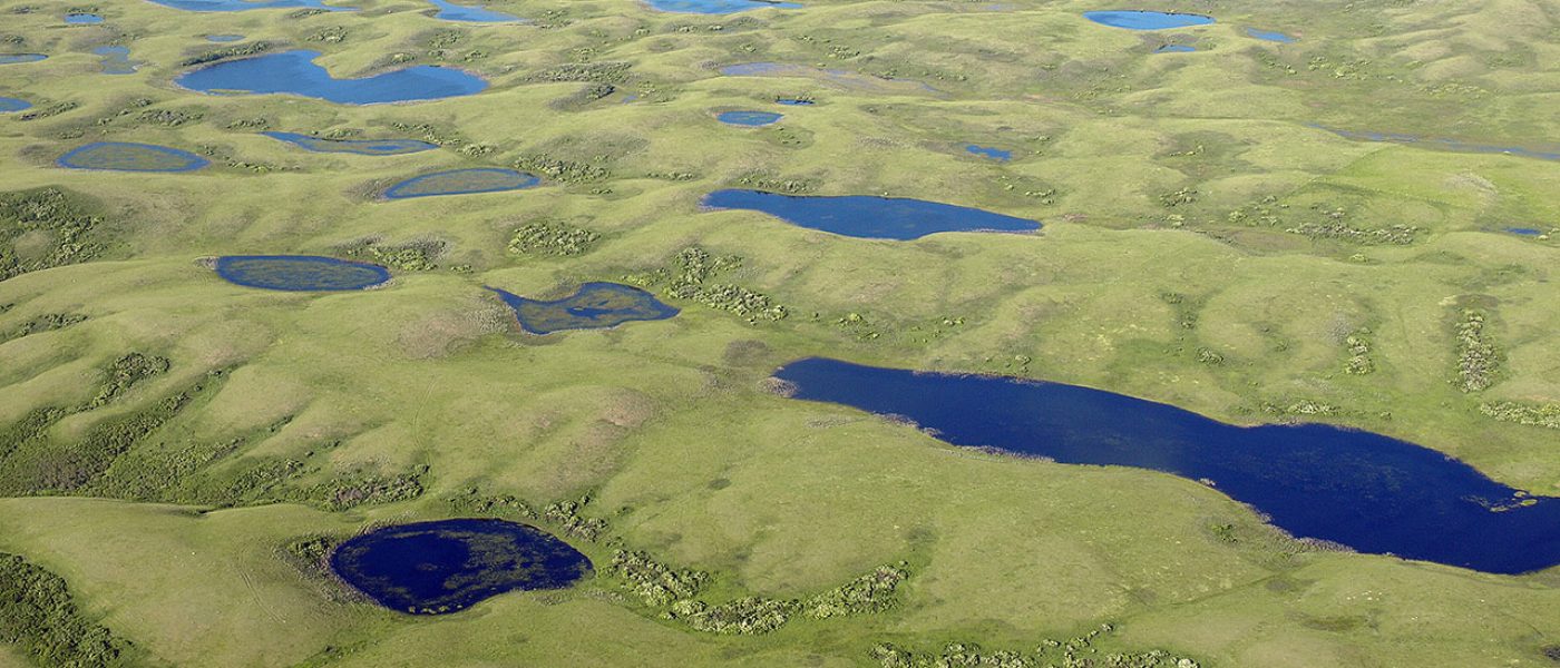 Top Priority: waterfowl breeding landscapes