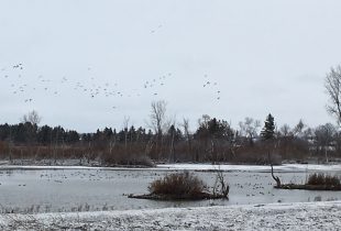 Birds and bird watchers will benefit from habitat improvements in Elgin County