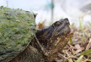 Partnership protects the amazing Digue‑aux-Aigrettes Marsh