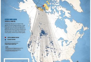 Migratory Connections