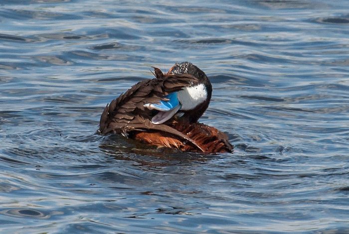 “I love ruddy ducks,” says Leigh. “I have started to see the first few of them coming back this spring, and I look for them every year.”