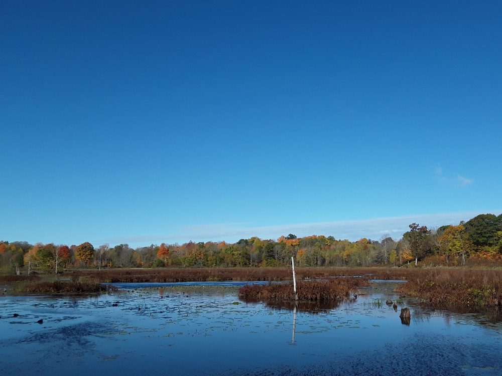The McDougall Wetland Project