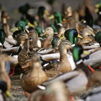 Waterfowl FAQ