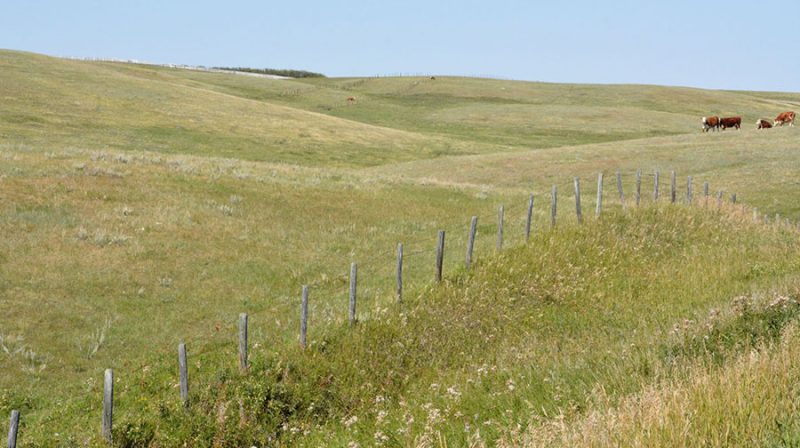 Voices unite to protect Alberta’s grasslands