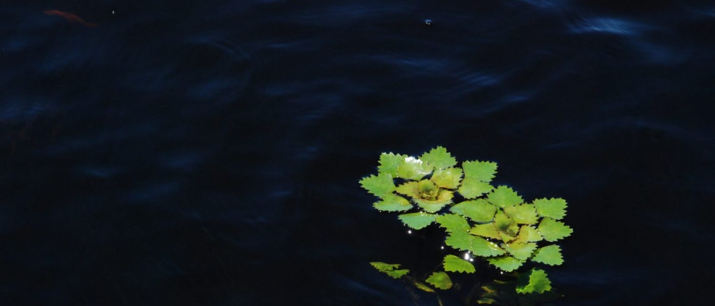European water chestnut.