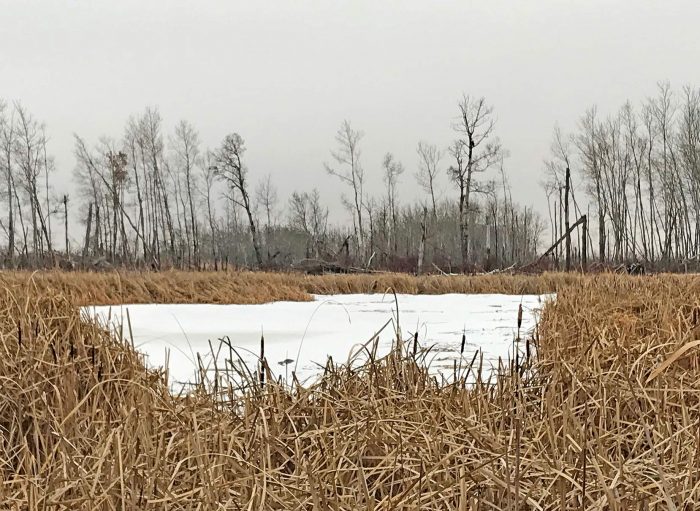More than 42 acres (17 hectares) of wetlands and surrounding grass, shrubs and trees on the property will be conserved.