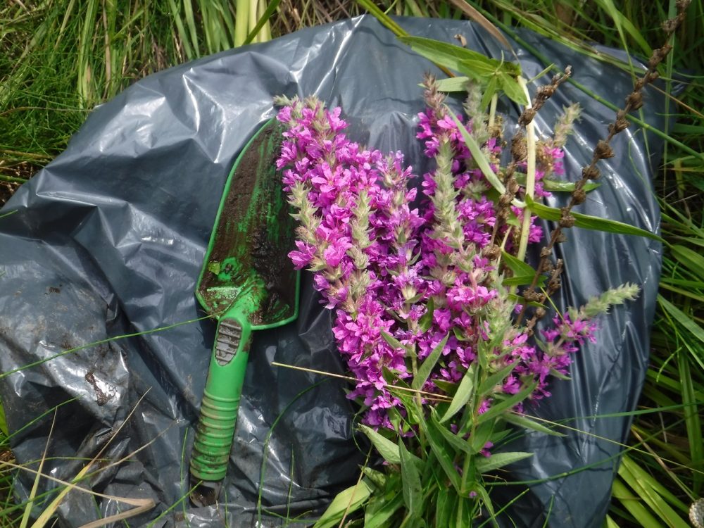 Purple loosestrife removed from Corner Brook Marsh in Newfoundland.