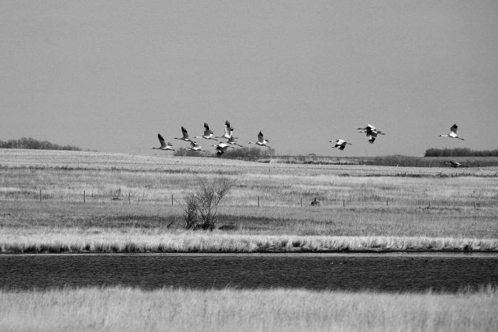 A rare sight: a whooping crane flock flies over a prairie wetland.