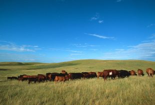 Forage Ahead with High-Quality Seed