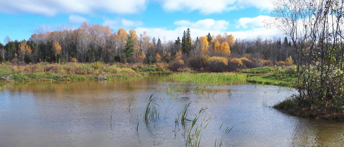An old straight line drainage ditch was replaced and, in less than a year, water flow has forked into two lines of natural drainage into the pond, the edges are fully vegetated and lots of frogs, small fish and aquatic plants have moved in, awaiting the ducks next spring.