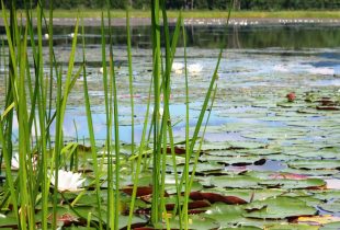Pond Press