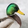 Know your waterfowl