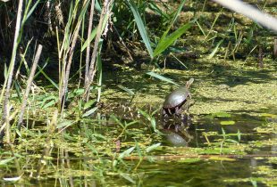 Where Bobolinks flit among the cattails