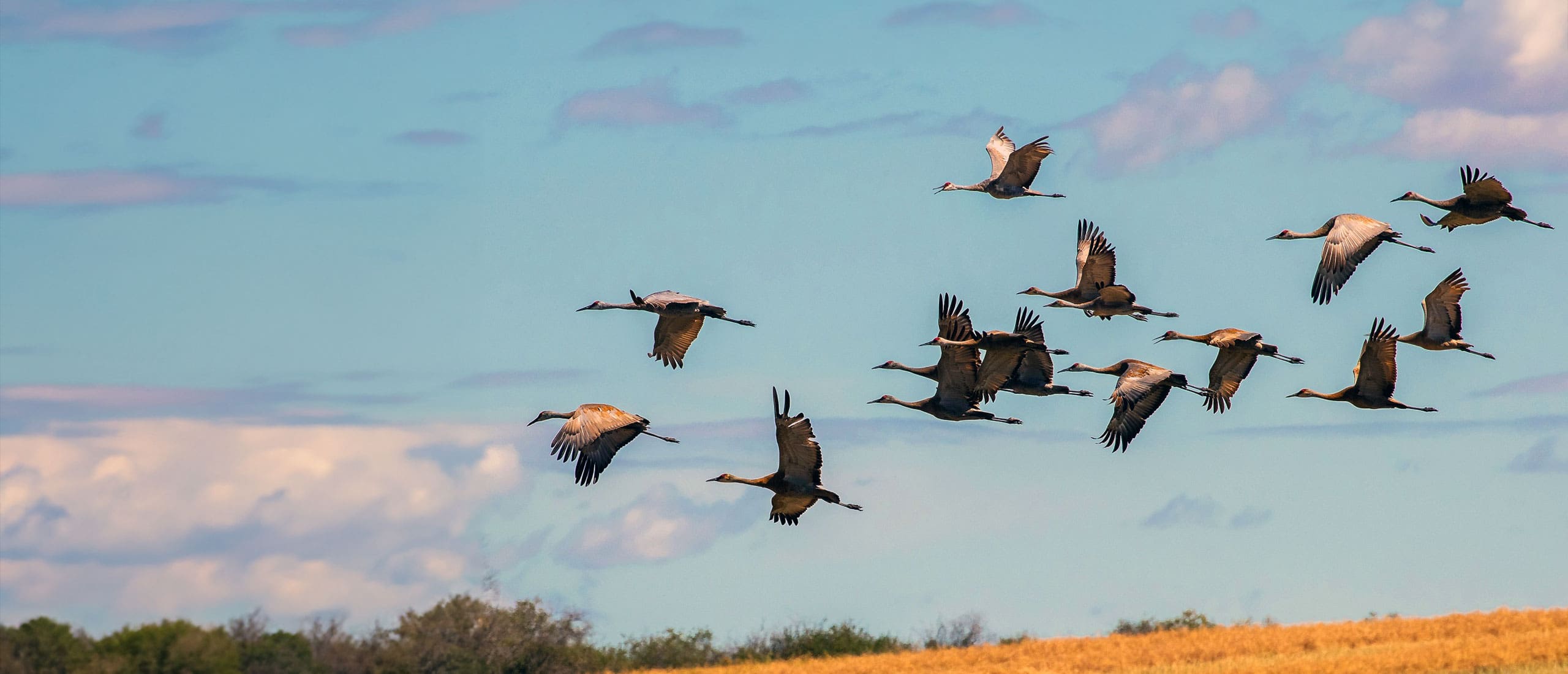 Sandhill cranes in flight
