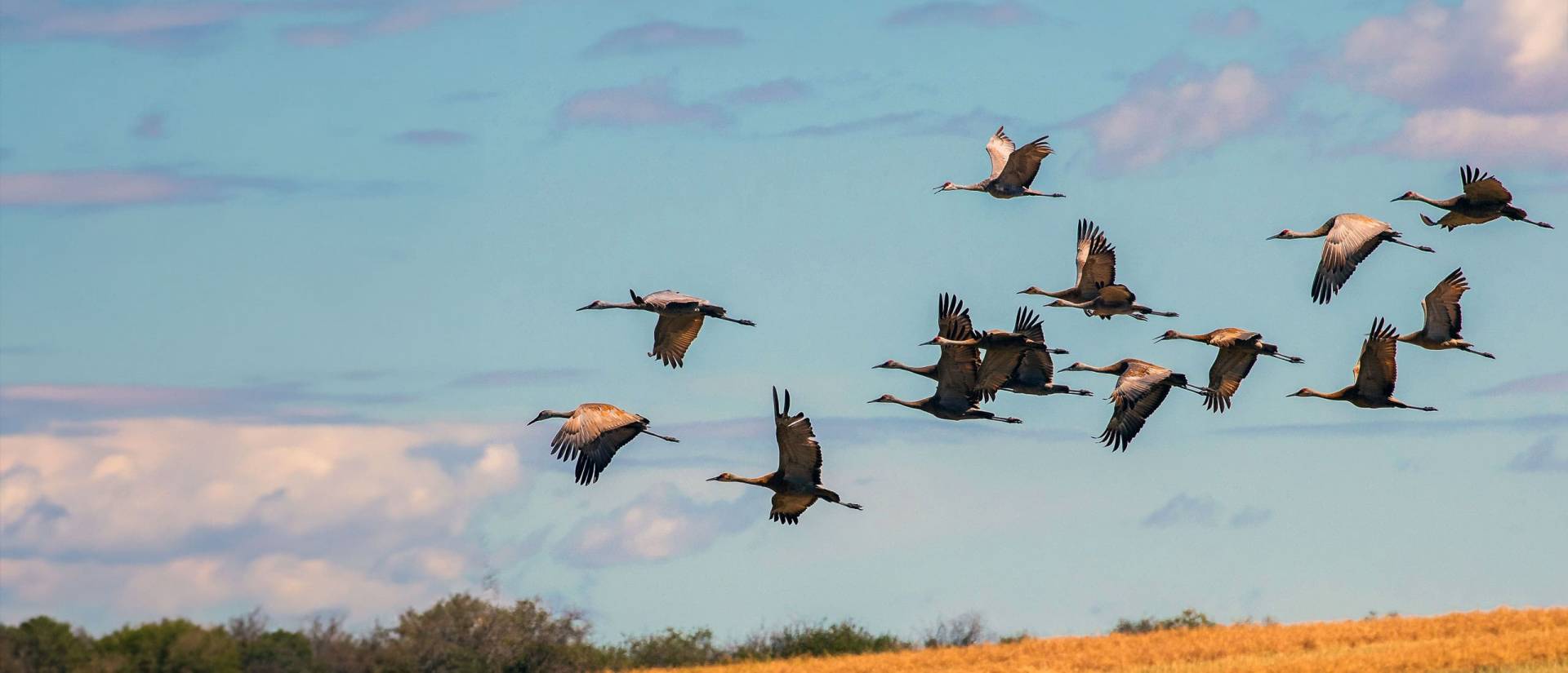 Wings Over Water sandhill cranes flying in a group