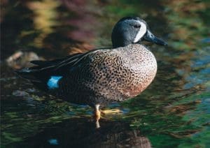 Blue-winged teal