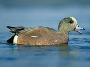 American Wigeon