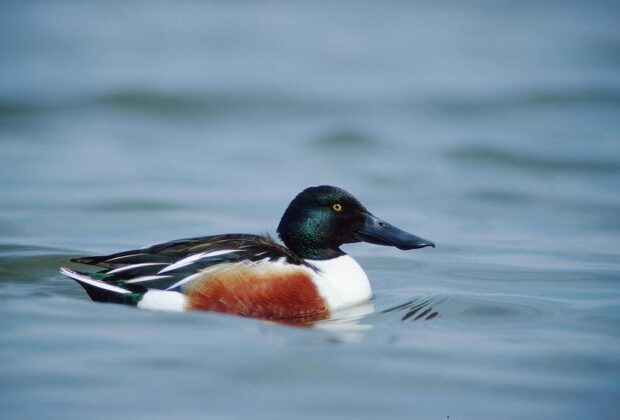 northern shovelers