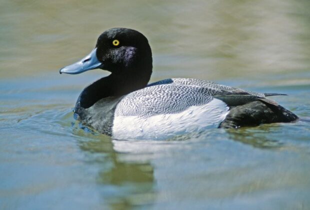 Lesser Scaup swimming