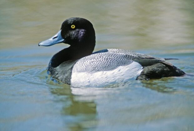 Lesser scaup