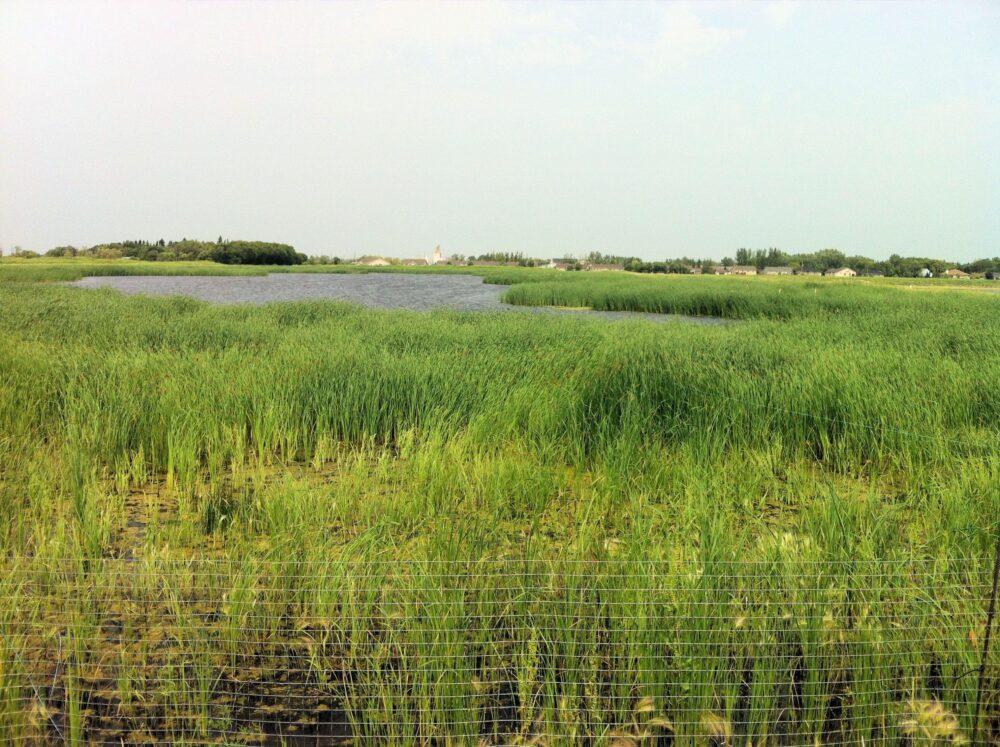 Natural sewage treatment garners innovation award