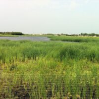 Natural sewage treatment